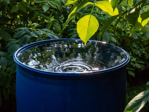 collecting-rainwater Collecting rainwater is an excellent way to conserve water